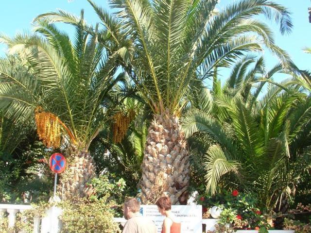 Palm Bay Hotel Sissi Esterno foto